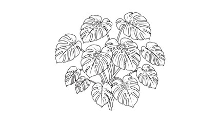 Monstera deliciosa line art vector, tropical swiss cheese plant drawing, botanical foliage illustration for coloring book or minimalist design © Sabir