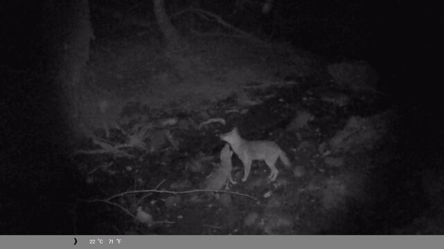 Infrared Footage: Wild Jackal Mother and Baby Interacting in the Woods