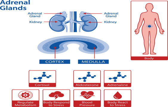 Human adrenal glands anatomy infographic vector chart illustrating kidney cortex medulla hormones function and endocrine system diagram isolated on white background