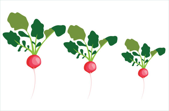 large medium and small red radishes. Vector image of red radishes. Сard for kids learning.