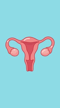 Animation of female reproductive system medical anatomy