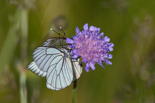 Two Butterflis black-veined white sitting on the violet flower. Aporia crataegi