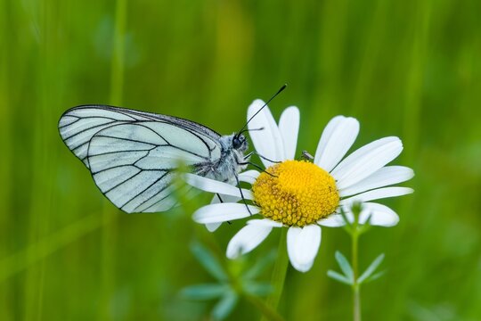 A Butterfly black-veined white sits on a daisy flower.. Aporia crataegi. Closeup portrait of a white butterfly. 