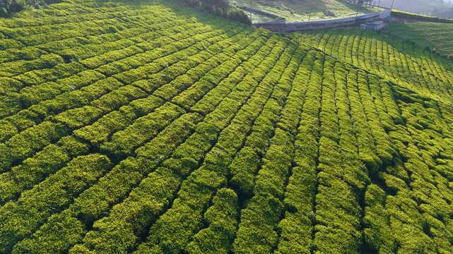 Aerial view of lush green tea plantation in Cameron Highlands, Malaysia