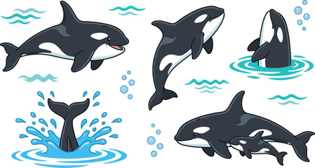 Cute orca killer whale vector illustration set featuring jumping whale mother with baby calf tail splashing and water ripples © Marufa