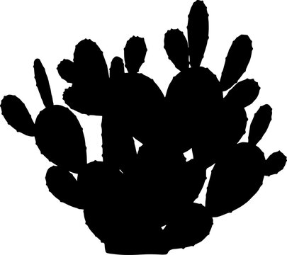 Prickly pear cactus bush growing in a dense cluster on transparent background