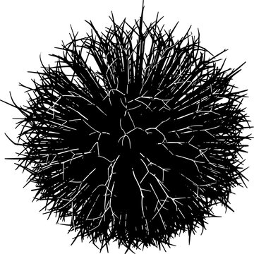 Silhouette of a spherical desert tumbleweed with dense branching twig structure