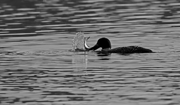 Common loon catching a large fish in water