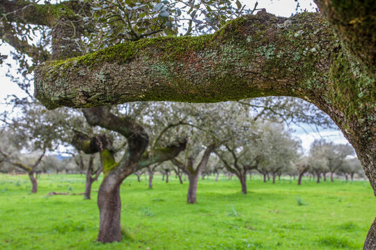 Holm oak branch loaded with lichens and moss in winter