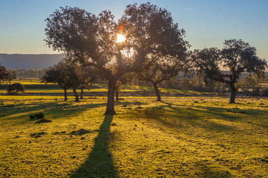 Dehesa at rising on winter season Mediterranean holm oak forest