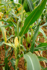 Naklejka premium Corn cob growing on a maize plant in a field