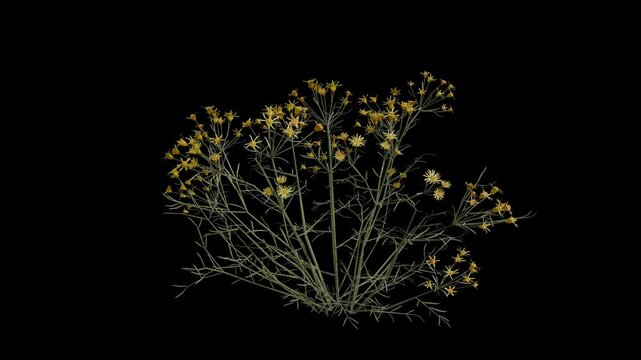 Threadleaf Ragwort Plant Swaying in Wind Loop Animation with Alpha Channel. Wind Blows The Shrub Plant Senecio Flaccidus. Plant Leaves Swaying. Animated Hedge Branches Moving in Breeze. Transparent BG
