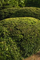 Fotobehang Badkamer Lush green manicured garden mounds in sunlight  © Cavan