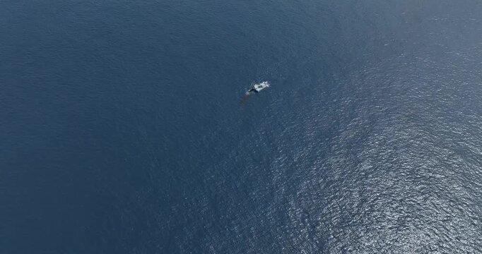 Humpback whale sighting in Hawaii