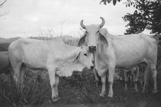 Black-and-white photo of two zebu cattle in Costa Rica