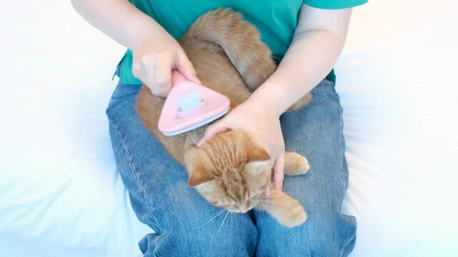 A woman holds red tabby cat on her lap and combs it