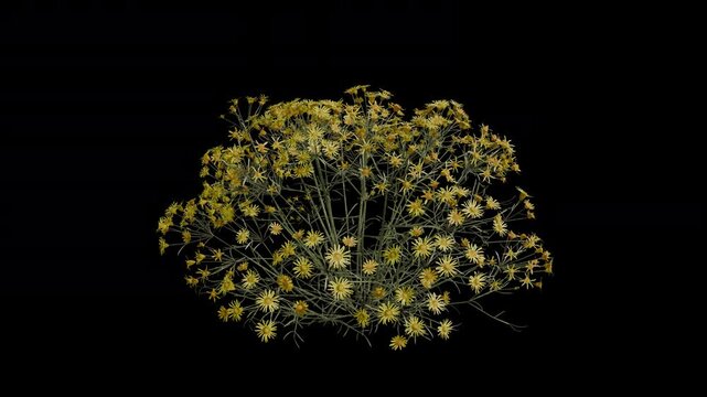 Threadleaf Ragwort Plant Swaying in Wind Loop Animation with Alpha Channel. Wind Blows The Shrub Plant Senecio Flaccidus. Plant Leaves Swaying. Animated Hedge Branches Moving in Breeze. Transparent BG