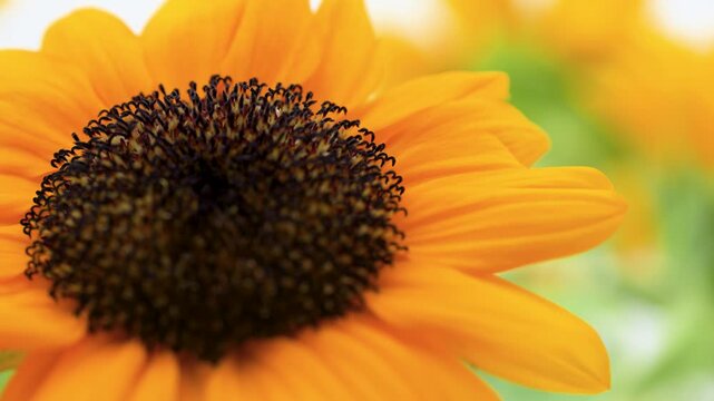 Sunflower blooming in gentle breeze outdoors