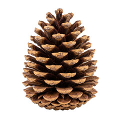 Single brown pine cone from a coniferous tree isolated on transparent background © Creative_Art
