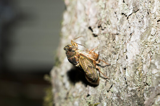A newly emerged night cicada