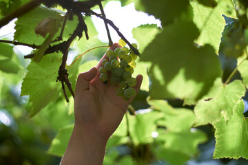 Close-up of a person holding a bunch of fresh green grapes on a vine © Radu Bighian