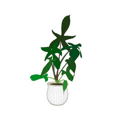     Philodendron Pedatum © 미나 김