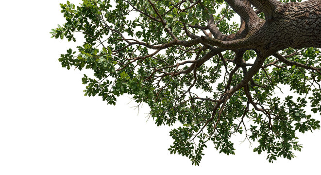A view from under a big tree with a transparent background