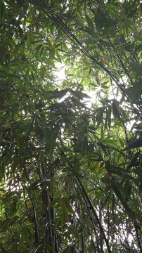 Steady Rain Falling on Bright Green Leaves of Bamboo Bush