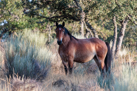 Yegua. Caballo entre la vegetaci&oacute;n del monte. Valpara&iacute;so, Zamora, Castilla y Le&oacute;n, Espa&ntilde;a.
