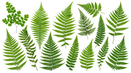 Assorted green fern leaves for botanical design. Natural foliage for decoration and craft projects. © Motion pro