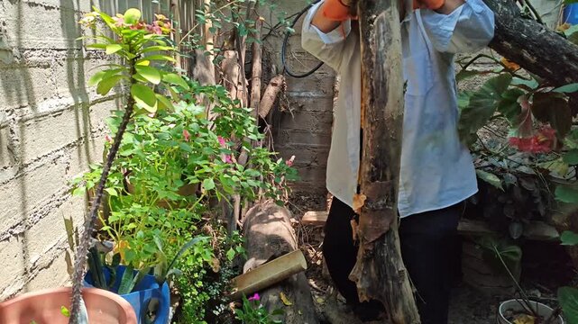 Person Pulling Dry Firewood Log Out from Yard Vegetation