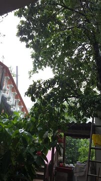 Heavy Storm Wind and Rain Agitating Tree Foliage Near Outdoor Terrace