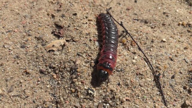 A colorful moth caterpillar moves slowly across the warm sandy soil. Surrounded by dried leaves, it explores its habitat in bright daylight, showcasing its vibrant colors and unique form.