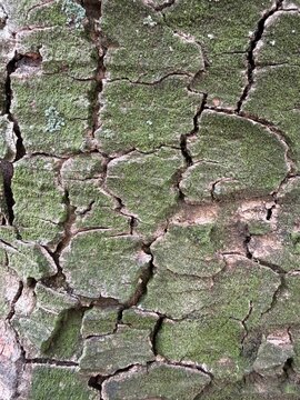 Patchy bark of a tree