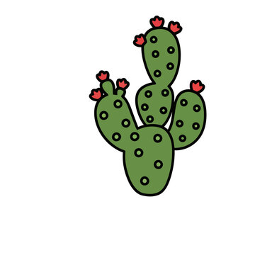 Prickly Pear Cactus with Red Flowers