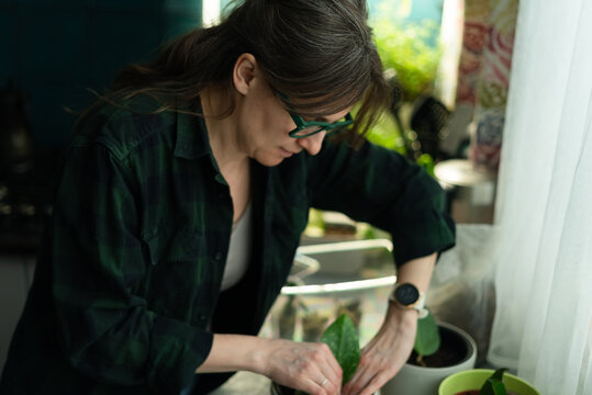 A contemplative woman touches potted plant leaves on a bright windowsill in cozy home. The peaceful gardener tends indoor greenery and houseplant foliage with gentle care as calm mindful hobby.