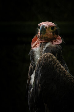 Red-headed Vulture (Sarcogyps calvus) head.