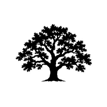 Majestic Sprawling Oak Tree Silhouette Vector Illustration Isolated on White Background