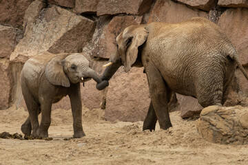 Naklejka premium Elephants playing with their trunks