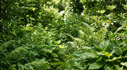 Fototapeta premium Lush green fern leaves growing in sunlit forest garden Generative AI