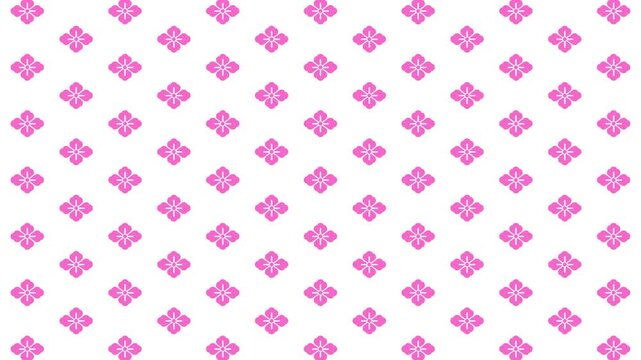 Japanese Plum Blossom Flower Pattern Motion Background on White Looped Video