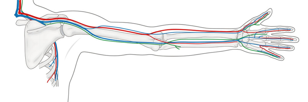 Anatomical of the human arm showing the network of arteries, veins, and nerves in red, blue, and green colors on white background
