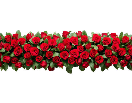 Vibrant red roses arranged in a dense horizontal floral border with lush green leaves isolated against a clean white background