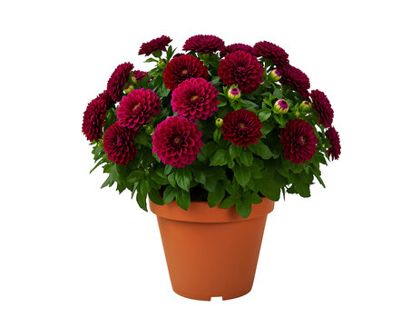 Potted dahlia plant featuring vibrant deep maroon petals and lush green foliage displayed in a classic terracotta clay container pot