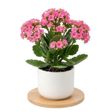 Vibrant pink kalanchoe blossfeldiana flowers blooming in white ceramic pot sitting on wooden coaster against clean isolated white background studio