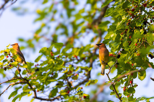 The cedar waxwing (Bombycilla cedrorum) in mulberry tree. The mulberry tree offers food for many bird species