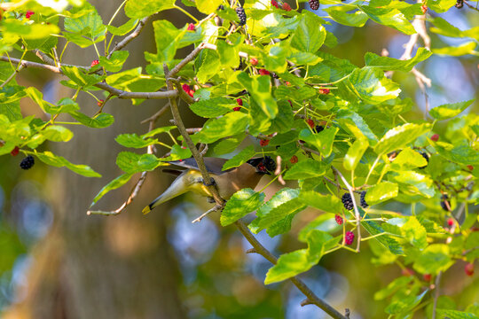 The cedar waxwing (Bombycilla cedrorum) in mulberry tree. The mulberry tree offers food for many bird species