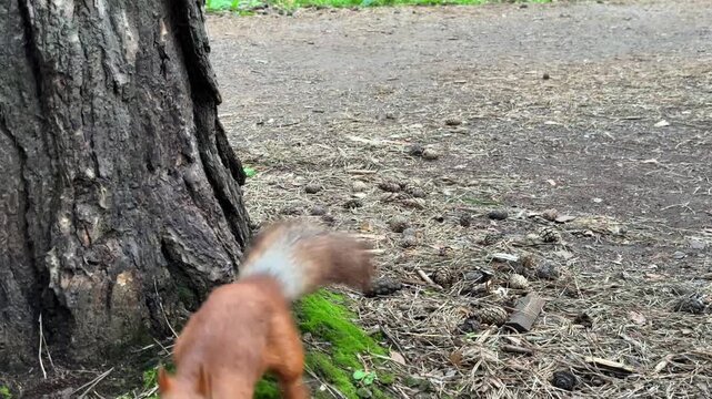 A red squirrel hides seeds under a tree and runs away. 4K footage