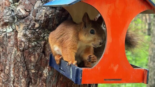 A red squirrel sits eating in a colorful feeder on a pine tree. 4K footage