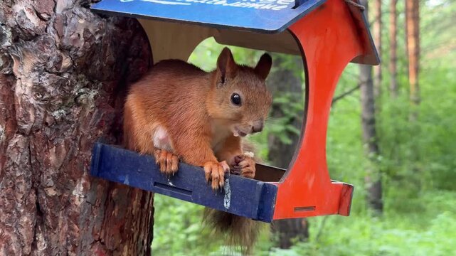 A red squirrel sits eating in a colorful feeder on a pine tree. 4K footage